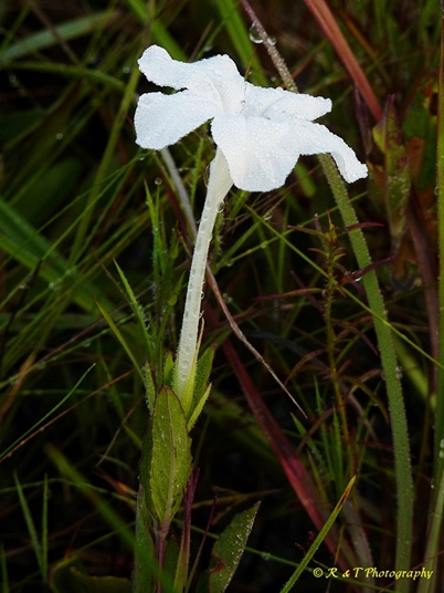 {Ruellia noctiflora}